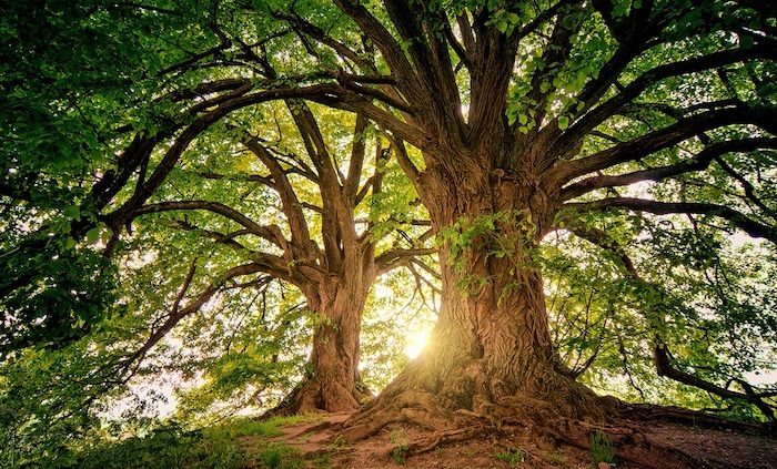 Giornata Internazionale delle Foreste