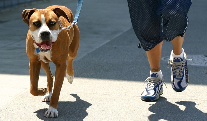 Zona rossa di Natale: “Posso portare a spasso il cane”? Le regole da seguire