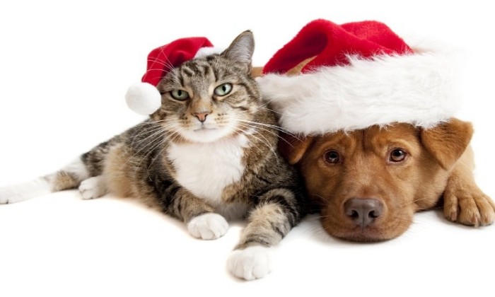 Consigli per un Natale “sicuro” per cani e gatti anche in tempo di Covid