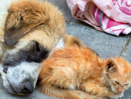 Emergenza Covid, 3000 cani e gatti rimasti “orfani” ma pochissimi finiti in canile. L’appello dell’AAIDA