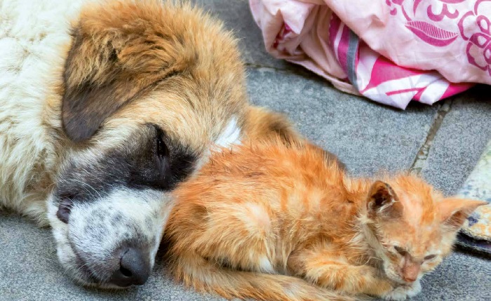 Emergenza Covid, 3000 cani e gatti rimasti “orfani” ma pochissimi finiti in canile. L’appello dell’AAIDA